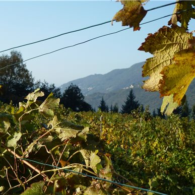 Weingutbesuch: Tamborini Vini, Lamone 2012