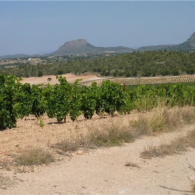 Weingutbesuch: Casa Castillo, Jumilla 2010