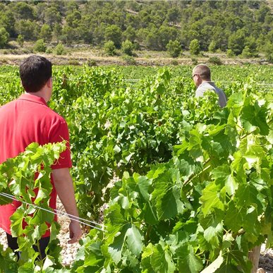 Weingutbesuch: Casa Castillo, Jumilla 2010