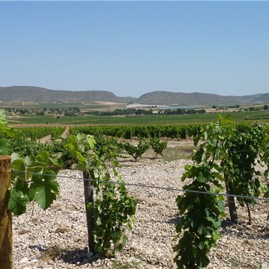 Weingutbesuch: Casa Castillo, Jumilla 2010